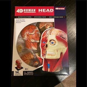 COPY - 4D human head anatomy